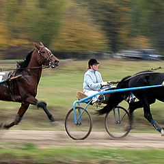 фото "Скачки"