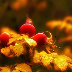 photo "Burning sigh of autumn"