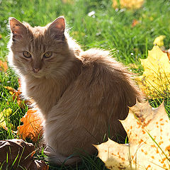 photo "Autumn cat."