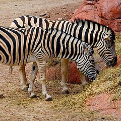 photo "dinner for zebra"