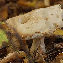 photo "autumn colors: "white" :)"