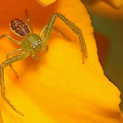 photo "Green spider"