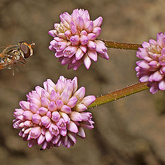 photo "Flying Syrphidae"