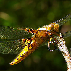 album "Insects and spiders"