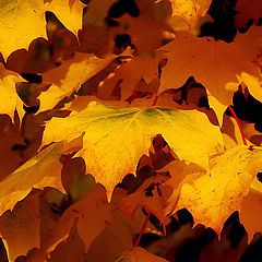 фото "Colors of Autumn"