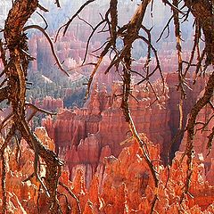photo "Labyrinths of Bryce Canyon"