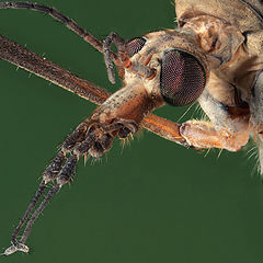 фото "Портрет комара"