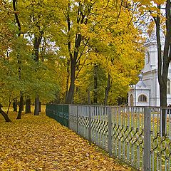 фото "Ковер из желтых листьев"