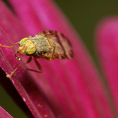 photo "Litle fly"