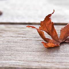 фото "autumn"