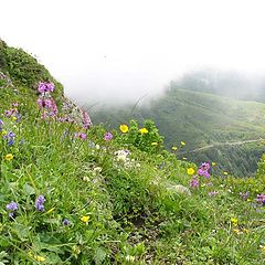 photo "Mountain flowers"