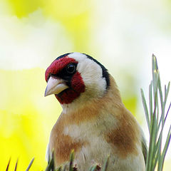 photo "Goldfinch"