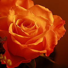 photo "Rose"