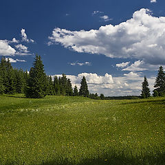 фото "летний день"