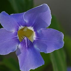 photo "***"