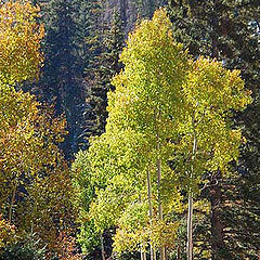 фото "Utah Aspen"