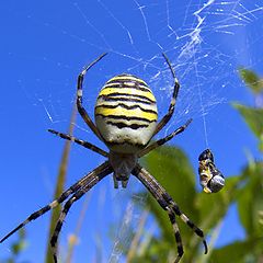 photo "Spider"