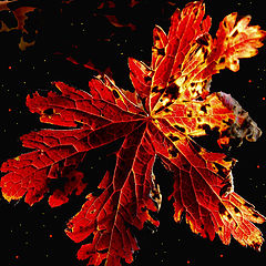 фото "Рубиновый листопад"
