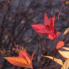 фото "Японский мотив"