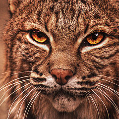 фото "Bobcat"