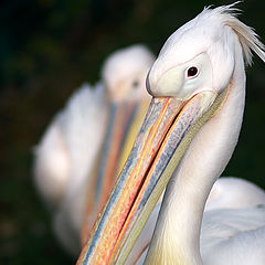 photo "Pelecanus onocrotalus"