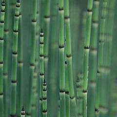 photo "Horse Tails"