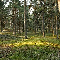 фото "лес Шарля Перо"