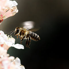 photo "Smell Of Spring"