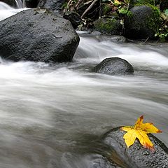 photo "ANOTHER LONELY LEAF"