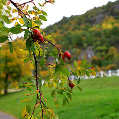 фото "Шиповник"