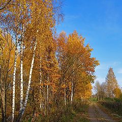 фото "дорога в осень"