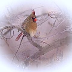 photo "THROUGH A FROSTED WINDOW"