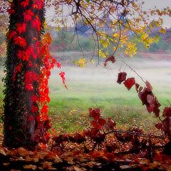 photo "Great autumn colors"