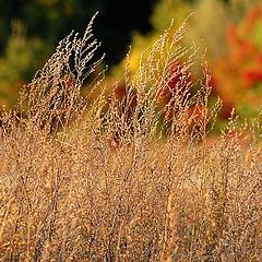 photo "autumn colors: dry"