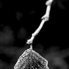 photo "frozen leaf"