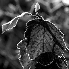 фото "frozen leafs"