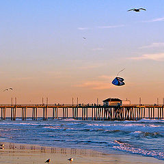 photo "Bird and the Kite"