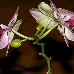 photo "The long way to the flower..."