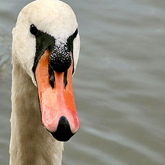 фото "Swan"