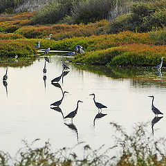 photo "HERONS"