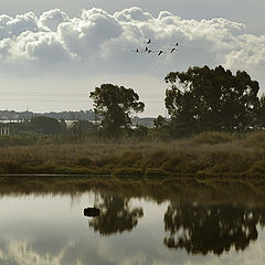 photo "RIVER TAGUS ESTUARY"