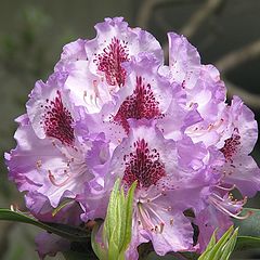 фото "Rhododenron in Spring"