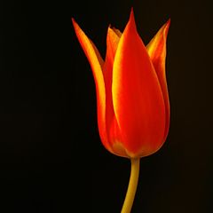 photo "tulip"