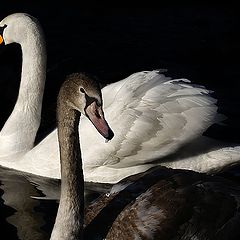 photo "White and Grey"