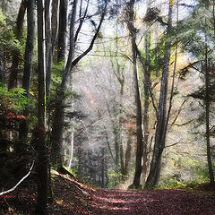 photo "Dream Forest"