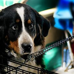 фото "а чё чуть штО сразу ... на цепь! на цепь!"