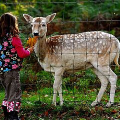 фото "two friends ! !"