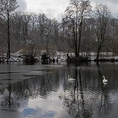 photo "The first frost."