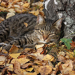 фото "Берёзовый кот"