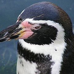 фото "Penguin."